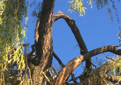 Oft sind die Eigentümer nicht gegen Sturm versichert - dann wird es meist teurer als vorher den Baum zu schneiden.